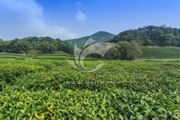 農(nóng)副產(chǎn)品圖片素材下載 助力零售百貨行業(yè)營(yíng)銷升級(jí)