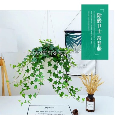 佛山禪城植物擺租與花藝工程的雙重樂章 打造會(huì)呼吸的商務(wù)空間